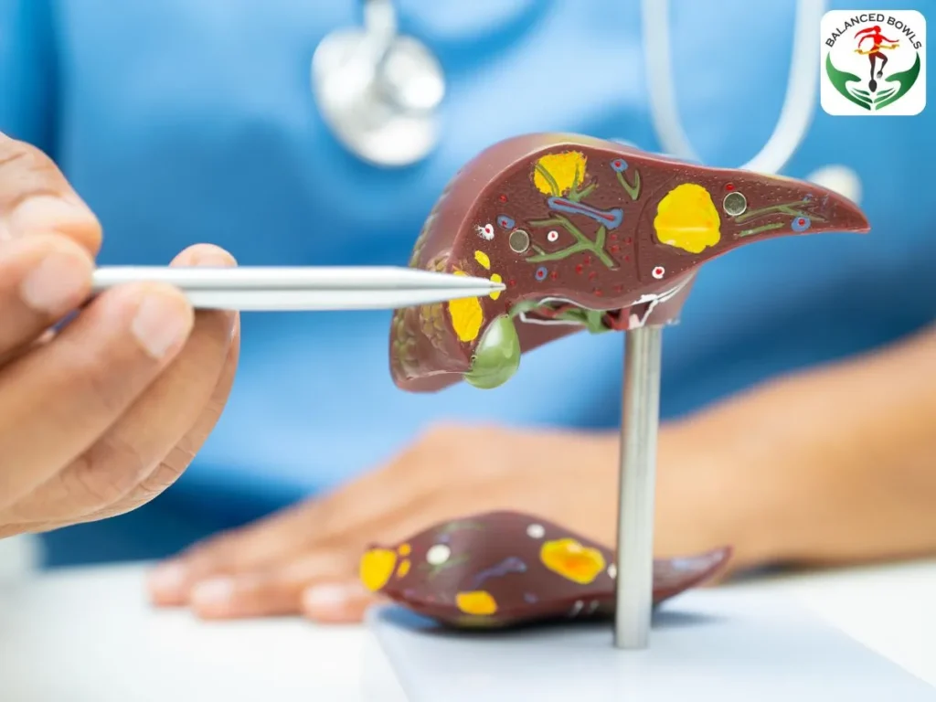 A decorative model of Liver used for demonstration by doctors.